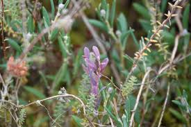 Attēlu rezultāti vaicājumam “Andromeda polifolia leaf”