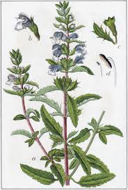 Image result for Dracocephalum moldavicum