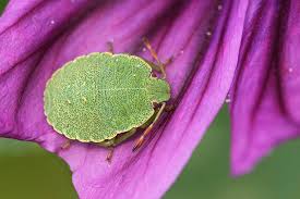 Attēlu rezultāti vaicājumam “Palomena prasina imago”