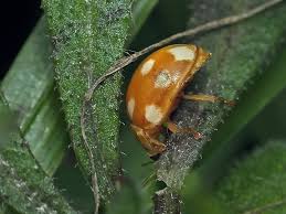 Attēlu rezultāti vaicājumam “Calvia decemguttata larva”