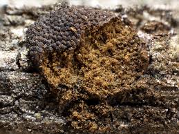 Attēlu rezultāti vaicājumam “Dictydiaethalium plumbeum”