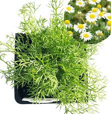 Image result for Matricaria recutita (chamomilla)