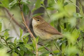 Attēlu rezultāti vaicājumam “Acrocephalus dumetorum”