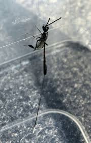 Attēlu rezultāti vaicājumam “Gasteruption jaculator imago”