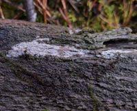 Attēlu rezultāti vaicājumam “Basidiodendron”