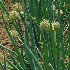 Résultat de recherche d'images pour "Allium fistulosum"