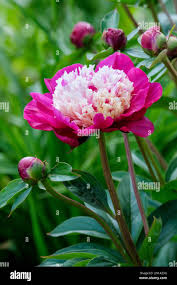 Attēlu rezultāti vaicājumam “Paeonia lactiflora flower”