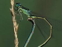 Attēlu rezultāti vaicājumam “Ischnura pumilio”