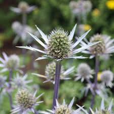Image result for Edeldistel