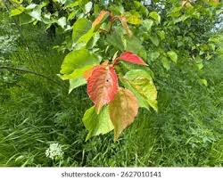 Attēlu rezultāti vaicājumam “Prunus armeniaca leaf”