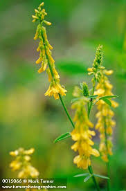 Attēlu rezultāti vaicājumam “Melilotus”