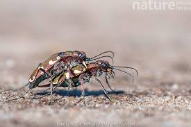 Attēlu rezultāti vaicājumam “Cicindela hybrida”