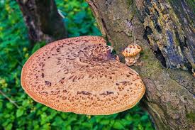 Attēlu rezultāti vaicājumam “Polyporus squamosus”