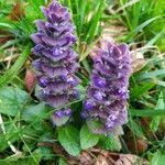 Attēlu rezultāti vaicājumam “Ajuga pyramidalis”