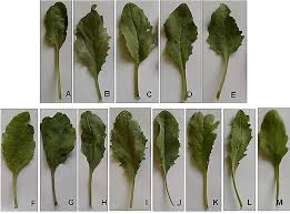 Attēlu rezultāti vaicājumam “Lepidium latifolium leaf”