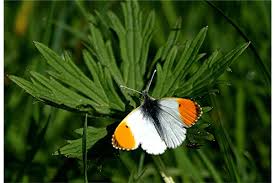 Attēlu rezultāti vaicājumam “Anthocharis cardamines male”