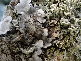 Attēlu rezultāti vaicājumam “Candelariella sp.”