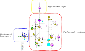 Image result for Cyprinus chilia