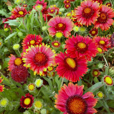 Image result for Gaillardia