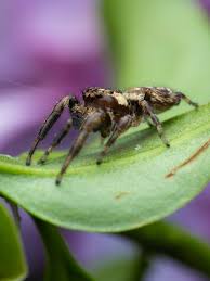 Attēlu rezultāti vaicājumam “Neriene montana”