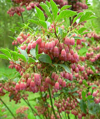 Attēlu rezultāti vaicājumam “Enkianthus chinensis”