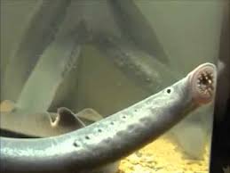 Image result for Lethenteron camtschaticum