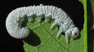 Attēlu rezultāti vaicājumam “Cimbex luteus”