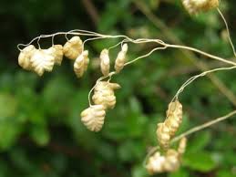 Attēlu rezultāti vaicājumam “Briza media flower”