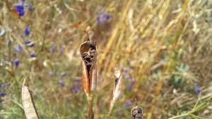 Attēlu rezultāti vaicājumam “Consolida regalis fruit”