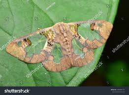 Attēlu rezultāti vaicājumam “Lymantriidae”