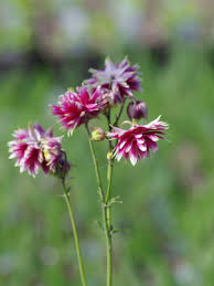 Image result for Aquilegia vulgaris `Nora Barlow`
