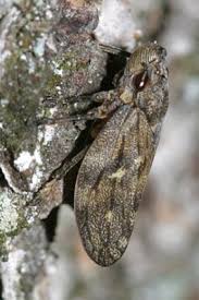 Attēlu rezultāti vaicājumam “Aphrophoridae nymph”