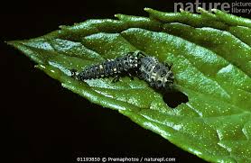 Attēlu rezultāti vaicājumam “Adalia bipunctata larva”