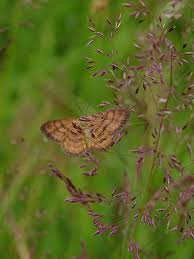 Attēlu rezultāti vaicājumam “Idaea serpentata”