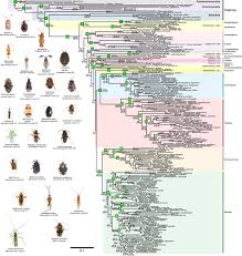 Attēlu rezultāti vaicājumam “Alloeotomus sp.”