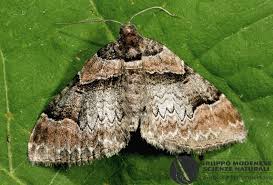 Attēlu rezultāti vaicājumam “Catarhoe rubidata”