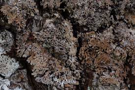 Attēlu rezultāti vaicājumam “Physconia distorta”