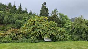Attēlu rezultāti vaicājumam “Laburnum alpinum flower”