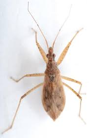 Attēlu rezultāti vaicājumam “Nabidae”