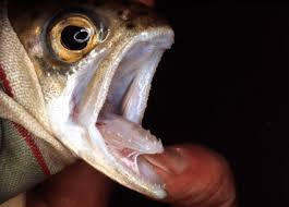 Image result for Ophiodon elongatus