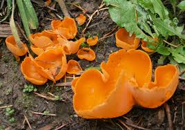 Attēlu rezultāti vaicājumam “Aleuria aurantia”