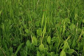 Attēlu rezultāti vaicājumam “Carex diandra”