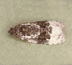 Attēlu rezultāti vaicājumam “Apotomis betuletana”