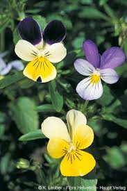 Attēlu rezultāti vaicājumam “Viola tricolor subsp. matutina”