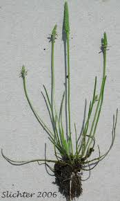 Attēlu rezultāti vaicājumam “Myosurus minimus”