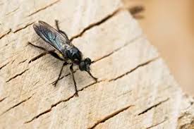 Attēlu rezultāti vaicājumam “Noctua fimbriata imago”