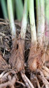 Image result for Allium tuberosum