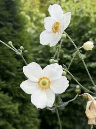 Attēlu rezultāti vaicājumam “Anemone nemorosa bud”