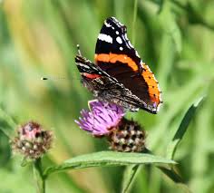 Attēlu rezultāti vaicājumam “Vanessa atalanta underside”