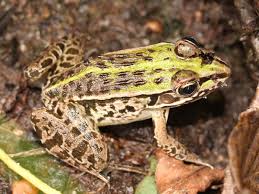 Attēlu rezultāti vaicājumam “Pelophylax adult”